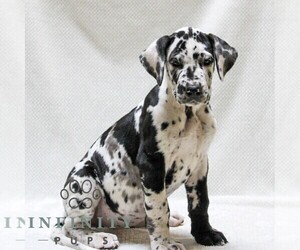 Great Dane Puppy for sale in LITITZ, PA, USA