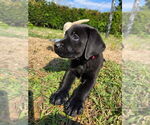 Small #3 Labrador Retriever