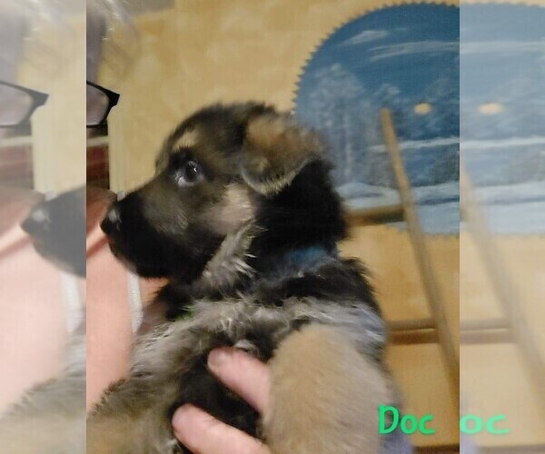 Medium Photo #2 German Shepherd Dog Puppy For Sale in LA FAYETTE, NY, USA