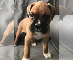 Puppy 1 Boxer