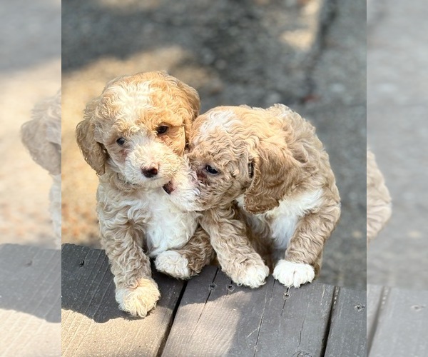 Medium Photo #2 Goldendoodle (Miniature) Puppy For Sale in SAINT MARYS, KS, USA