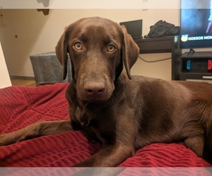 Labrador Retriever Puppy for sale in OLYMPIA, WA, USA