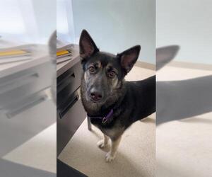 German Shepherd Dog-Siberian Husky Mix Dogs for adoption in Dedham, MA, USA