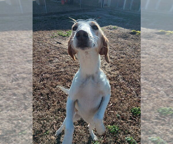 Medium Photo #2 Mutt Puppy For Sale in Rocky Mount, NC, USA