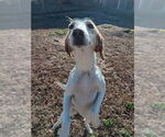 Small #1 Mutt