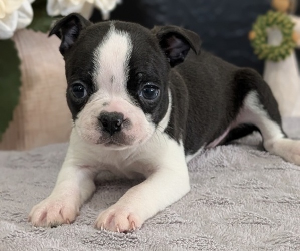 Medium Photo #18 Boston Terrier Puppy For Sale in GOSHEN, IN, USA