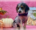 Small Photo #4 Poogle Puppy For Sale in LANCASTER, PA, USA