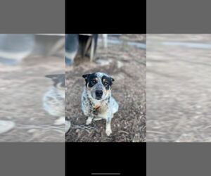 Australian Cattle Dog Dog for Adoption in POUND, Virginia USA