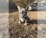 Small #6 French Bulldog