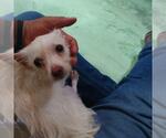 Small #4 Chihuahua Mix