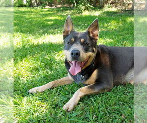 Aria - Female Mutt Dog for Adoption - Photo #3