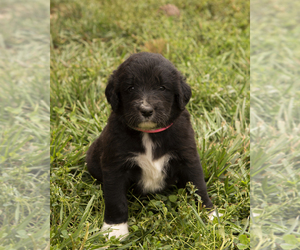 Labradoodle Puppy for sale in REDDING, CA, USA