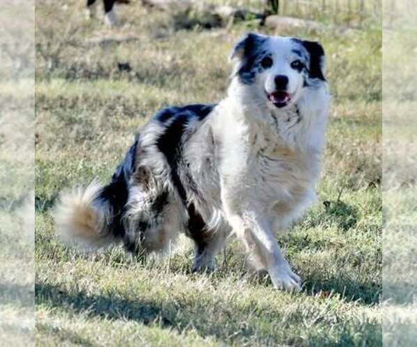 Medium Photo #1 Border-Aussie Puppy For Sale in GRANBURY, TX, USA