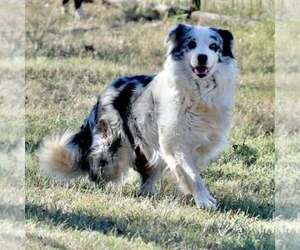 Mother of the Border-Aussie puppies born on 05/05/2026