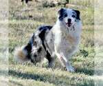 Small Photo #1 Border-Aussie Puppy For Sale in GRANBURY, TX, USA