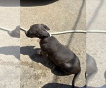 Small #2 American Pit Bull Terrier