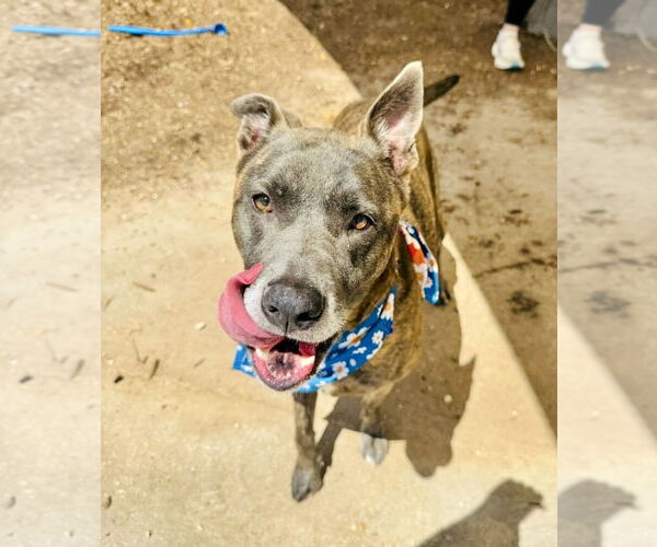 Medium Photo #5 Catahoula Leopard Dog-Labrador Retriever Mix Puppy For Sale in Houston, TX, USA