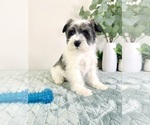 Small #1 Schnauzer (Miniature)