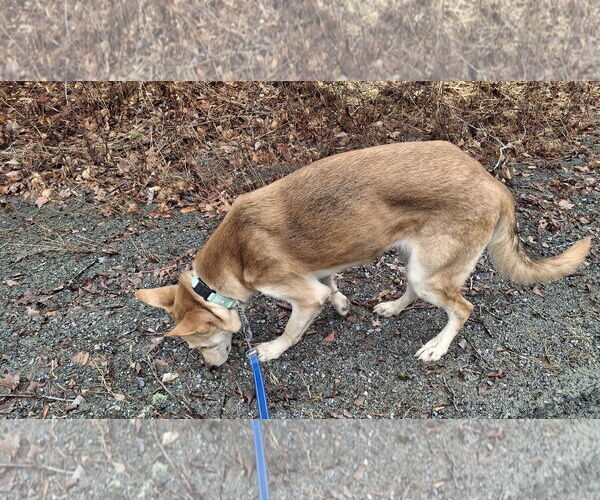 Medium Photo #8 Collie-German Shepherd Dog Mix Puppy For Sale in Sebec, ME, USA