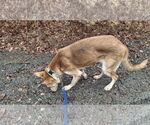 Small #7 Collie-German Shepherd Dog Mix