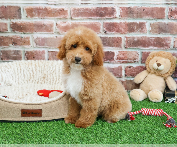 Medium Photo #3 Poodle (Miniature) Puppy For Sale in SYRACUSE, IN, USA