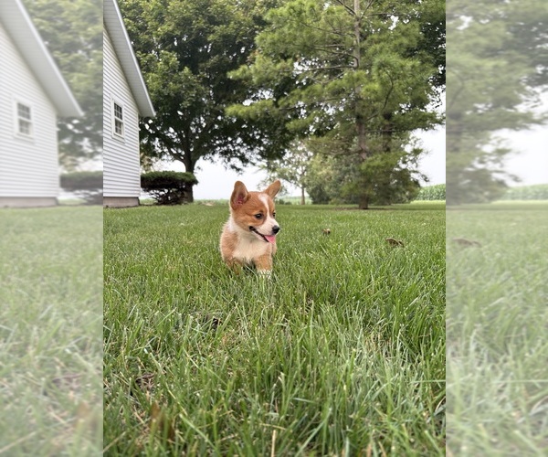 Medium Photo #45 Pembroke Welsh Corgi Puppy For Sale in MILFORD, IN, USA