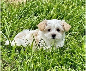 YorkiePoo Puppy for Sale in CASSVILLE, Missouri USA