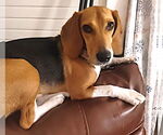 Small #1 Beagle