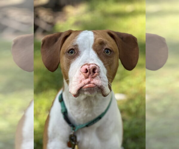 Medium Photo #2 Mutt Puppy For Sale in Shillington, PA, USA