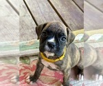 Small #5 Boxer