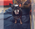 Small #1 Chihuahua