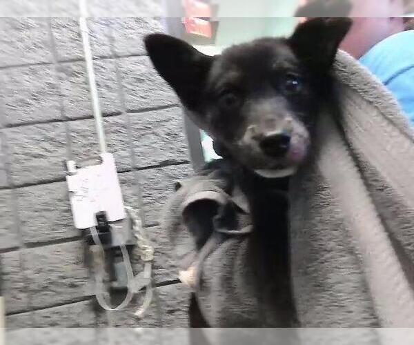 Medium Photo #1 German Shepherd Dog-Unknown Mix Puppy For Sale in Tulsa, OK, USA