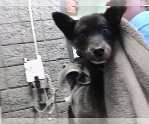 German Shepherd Dog-Unknown Mix Dogs for adoption in Tulsa, OK, USA