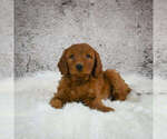 Small Photo #2 Goldendoodle (Miniature) Puppy For Sale in ITASCA, TX, USA