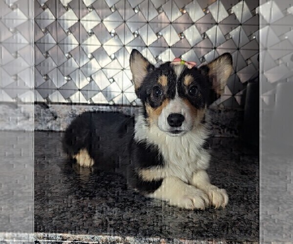 Medium Photo #2 Pembroke Welsh Corgi Puppy For Sale in GOSHEN, IN, USA