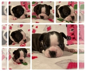 Boston Terrier Puppy for sale in DENVER, CO, USA