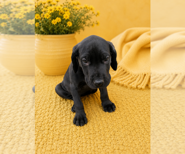 Medium Photo #16 Great Dane Puppy For Sale in TEMECULA, CA, USA