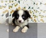 Small #3 Miniature Australian Shepherd