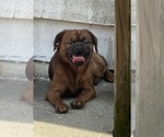 Small #4 Brussels Griffon