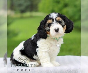 Cavachon Puppy for sale in ANNVILLE, PA, USA
