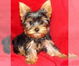 Mother of the Yorkshire Terrier puppies born on 01/01/2026