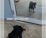 Small #2 Dachshund