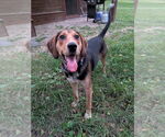 Small #6 Mutt