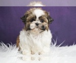 Small Photo #10 Shih Tzu Puppy For Sale in WARSAW, IN, USA