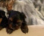 Small Photo #7 Yorkshire Terrier Puppy For Sale in SACRAMENTO, CA, USA
