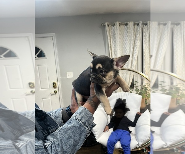 Medium Photo #8 French Bulldog Puppy For Sale in UPPER MARLBORO, MD, USA