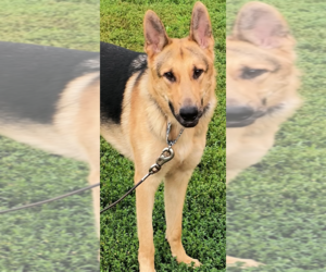 German Shepherd Dog Dogs for adoption in Kansas City, MO, USA