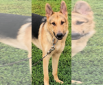 Small German Shepherd Dog