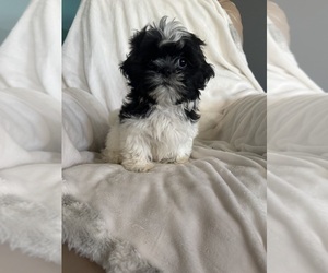 Shih Tzu Puppy for sale in SPIRIT LAKE, IA, USA