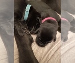 Small Photo #7 Labrador Retriever Puppy For Sale in SMITHFIELD, RI, USA